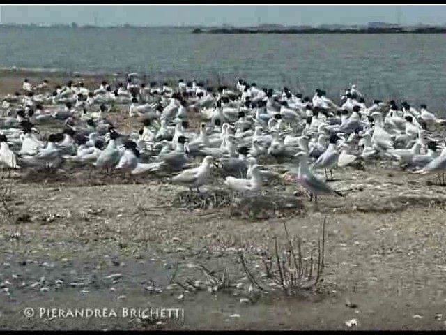 Slender-billed Gull - ML200826451