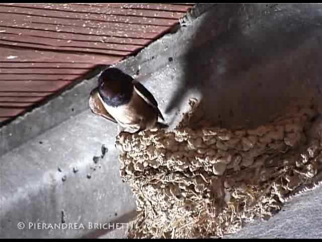Barn Swallow (White-bellied) - ML200826481