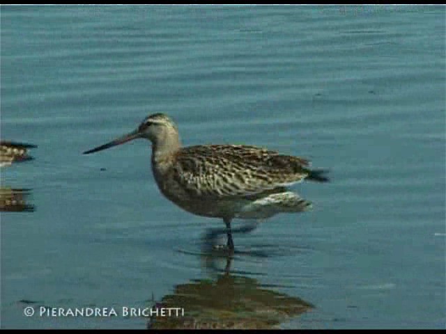 Bar-tailed Godwit (European) - ML200826511