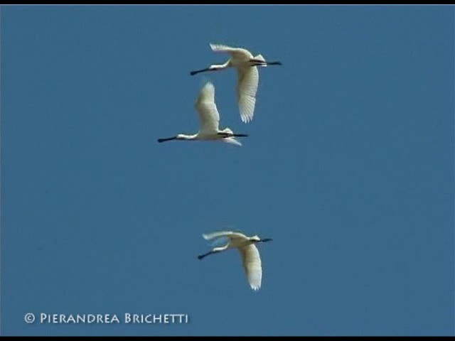 Eurasian Spoonbill - ML200826521