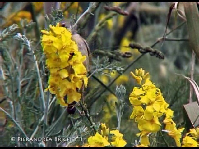 Fauvette grisette - ML200826541