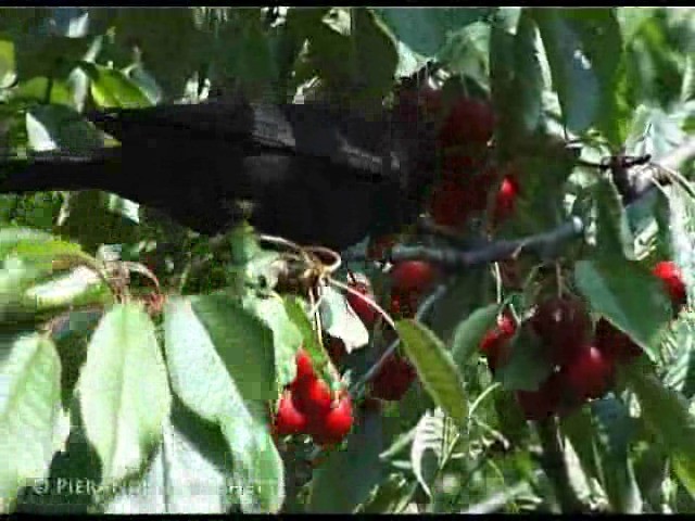 Eurasian Blackbird - ML200826551