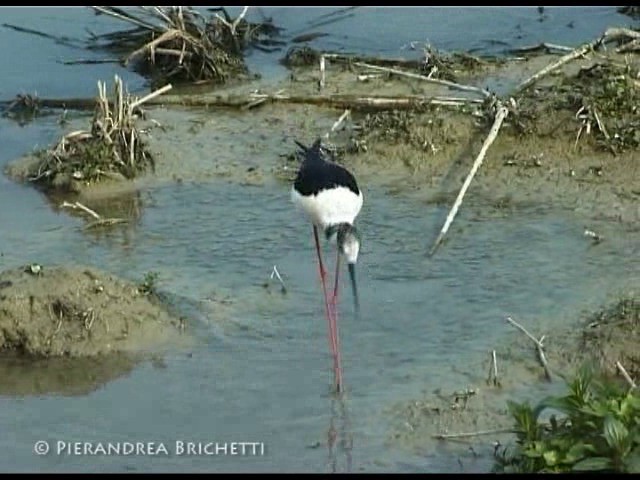 Échasse blanche - ML200826561