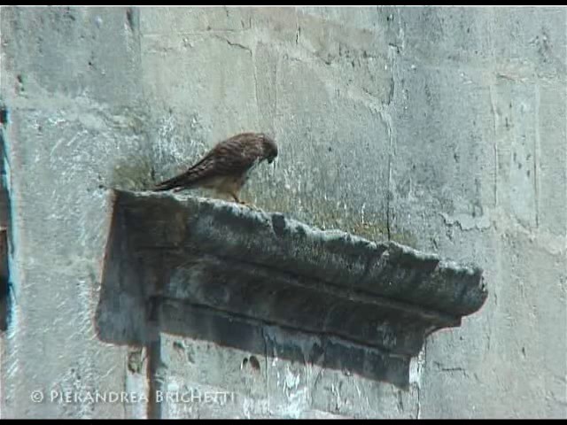 Lesser Kestrel - ML200826571