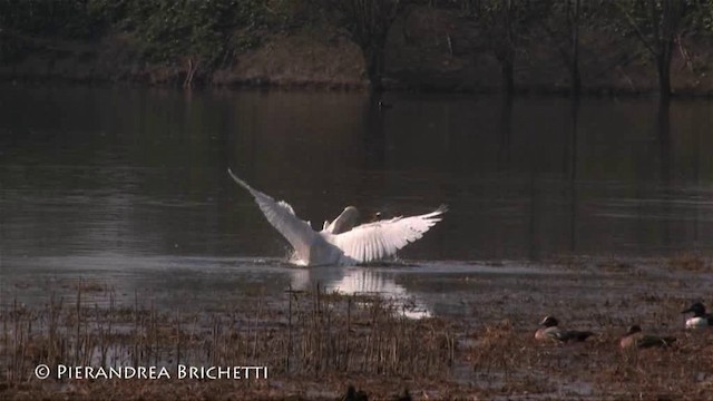 Great Egret (alba) - ML200826581
