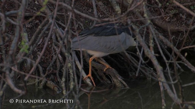 Квак звичайний (підвид nycticorax) - ML200826601