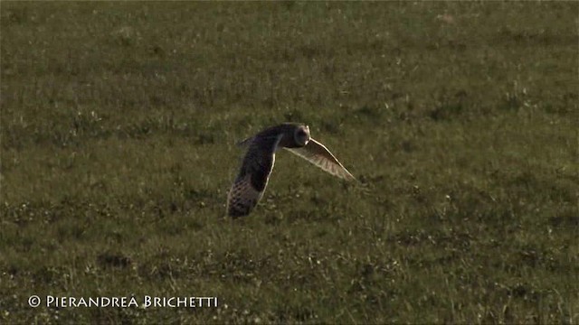 Short-eared Owl (Northern) - ML200826611