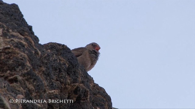 Толстоклювый пустынный вьюрок - ML200826631