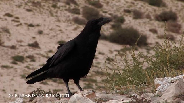 Common Raven - ML200826651