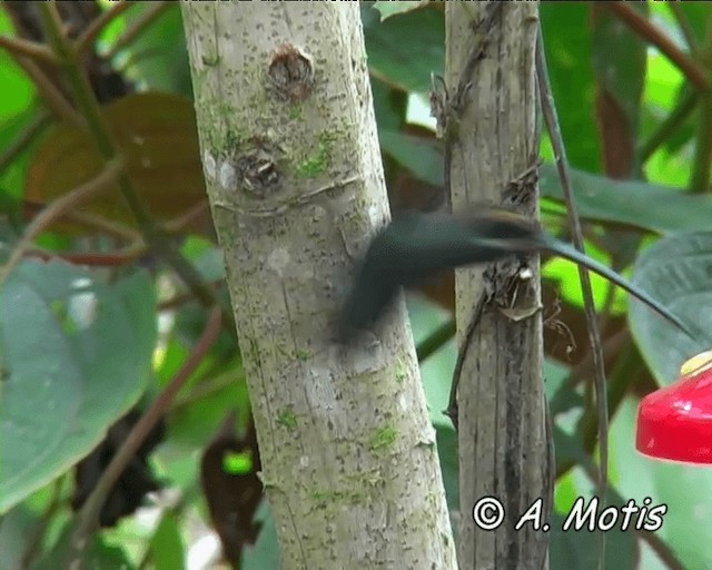 White-whiskered Hermit - ML200826741