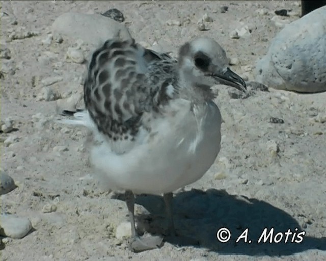 Swallow-tailed Gull - ML200826911