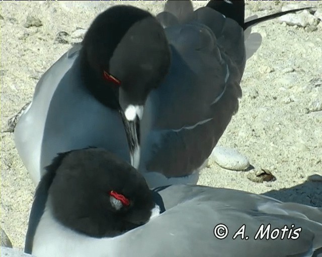 Swallow-tailed Gull - ML200826921