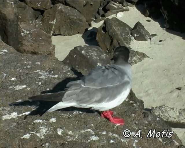 Mouette à queue fourchue - ML200826931