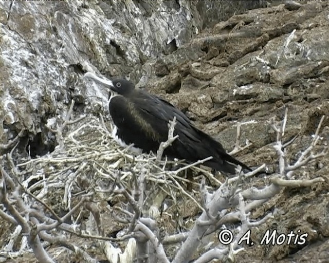 Great Frigatebird - ML200827021