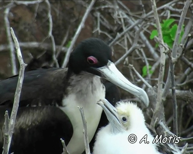 Great Frigatebird - ML200827041