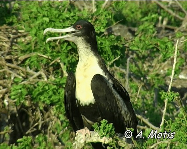 Great Frigatebird - ML200827061