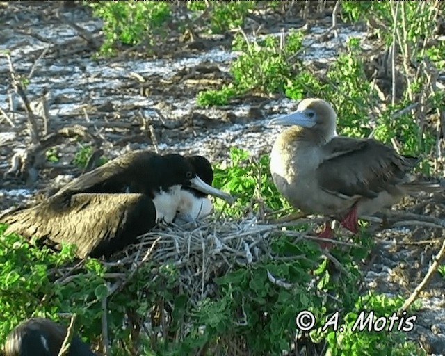 Great Frigatebird - ML200827071