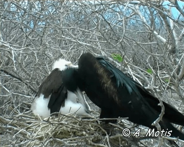 Great Frigatebird - ML200827081