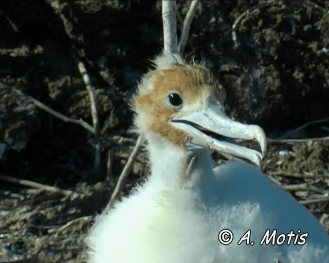 Great Frigatebird - ML200827101