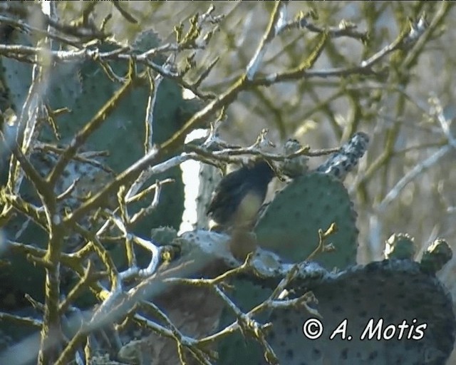 Large Ground-Finch - ML200827111