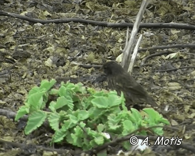 Genovesa Ground-Finch - ML200827121