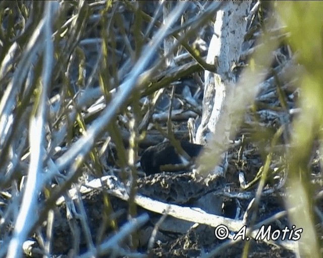 Large Ground-Finch - ML200827131