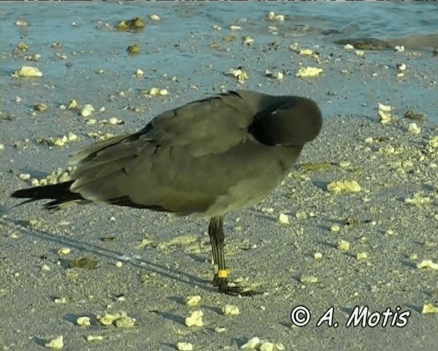 Gaviota Fuliginosa - ML200827141