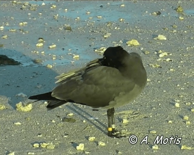 Gaviota Fuliginosa - ML200827151