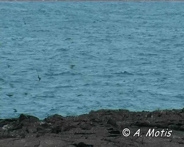 Wedge-rumped Storm-Petrel - ML200827231