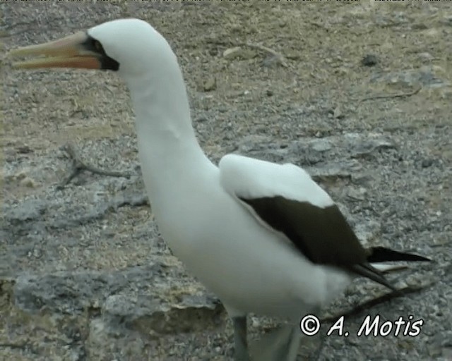 Nazca Booby - ML200827261