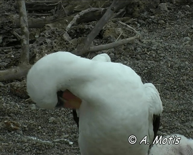 Piquero Nazca - ML200827271