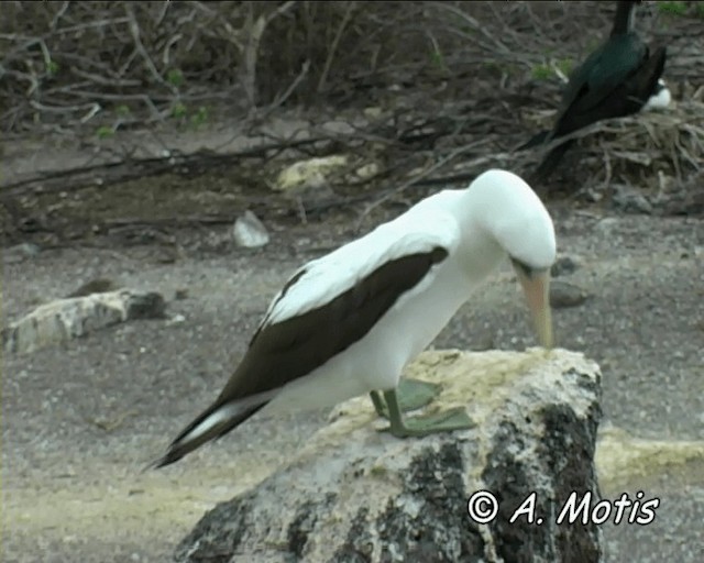 Nazca Booby - ML200827281