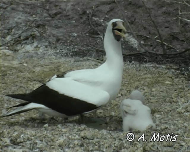 Nazca Booby - ML200827291