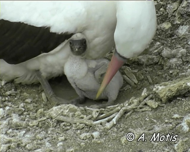 Nazca Booby - ML200827301