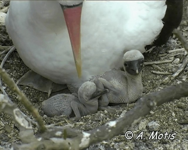 Nazca Booby - ML200827311