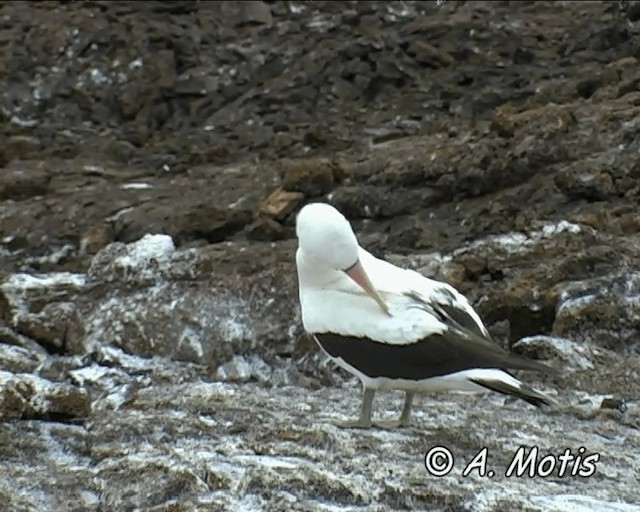 Nazca Booby - ML200827321