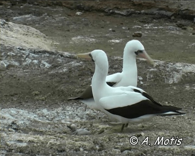 Nazca Booby - ML200827331