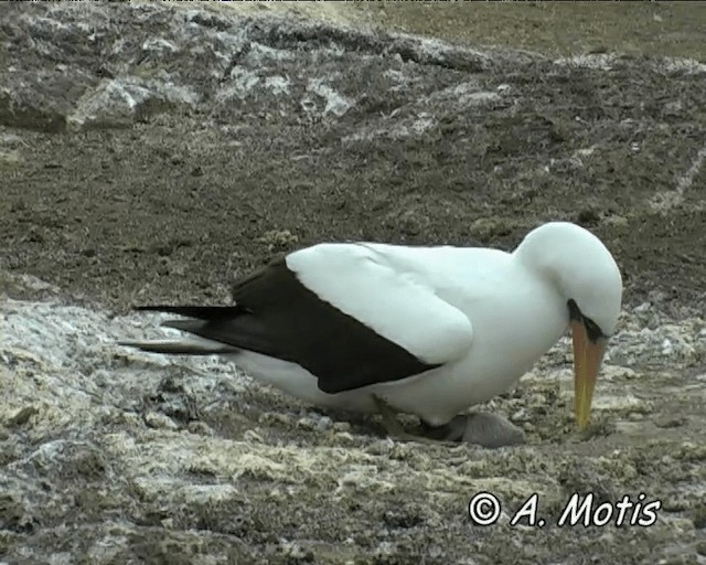 Nazca Booby - ML200827341