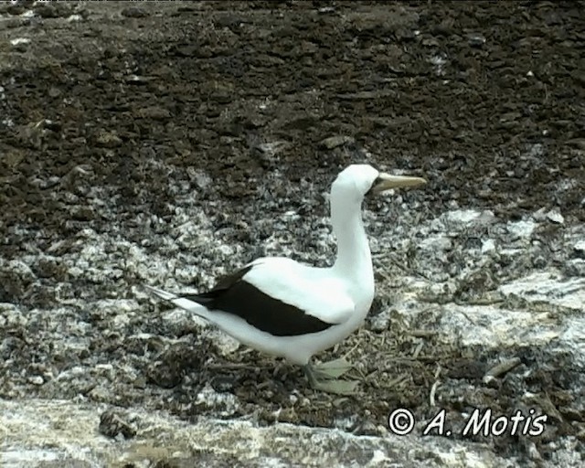 Nazca Booby - ML200827351