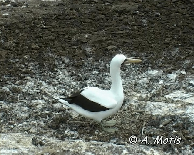 Nazca Booby - ML200827361