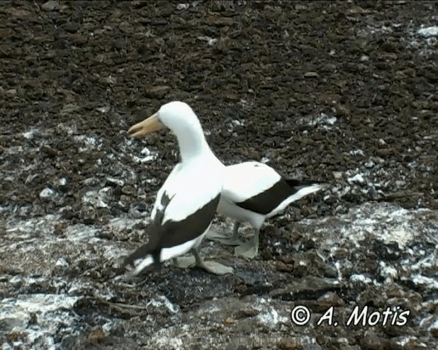 Nazca Booby - ML200827371