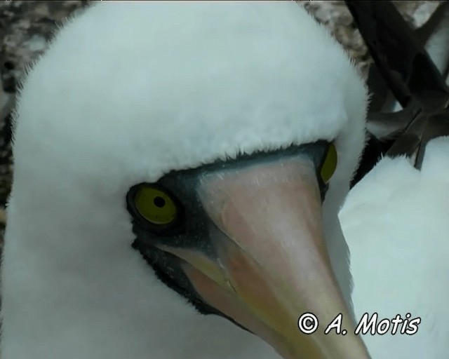 Nazca Booby - ML200827381