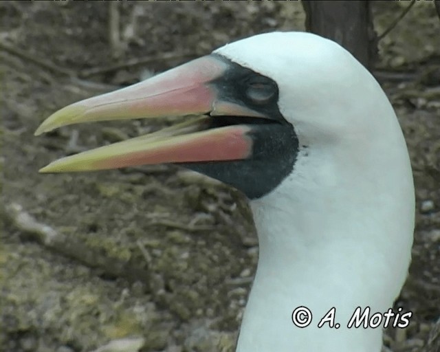 Nazca Booby - ML200827391