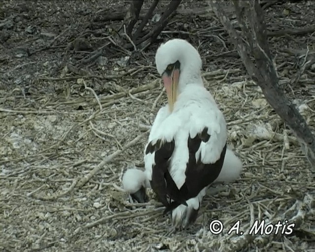 Nazca Booby - ML200827401