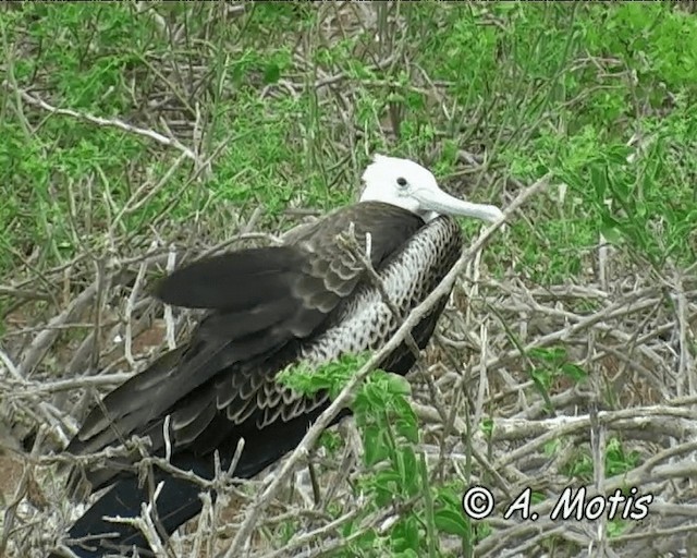 Magnificent Frigatebird - ML200827541