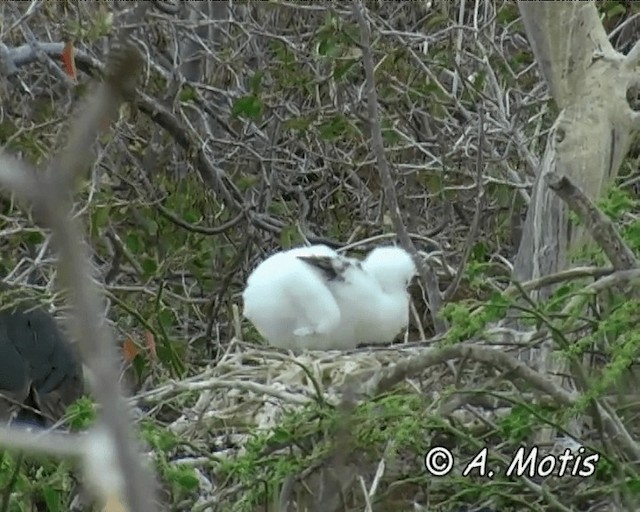 Magnificent Frigatebird - ML200827551