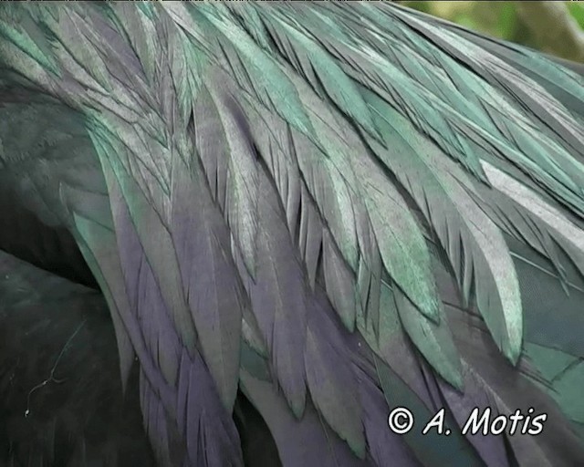 Magnificent Frigatebird - ML200827561