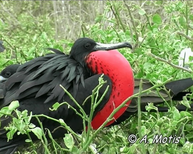 Magnificent Frigatebird - ML200827571