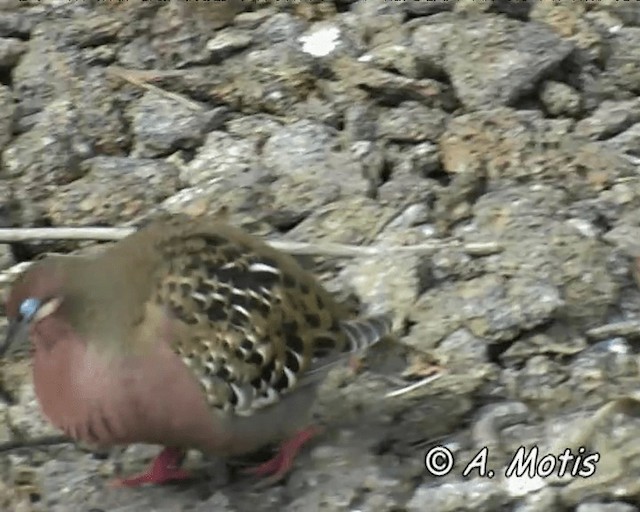 Galapagos Kumrusu - ML200827691