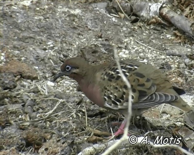 Galapagos Dove - ML200827701